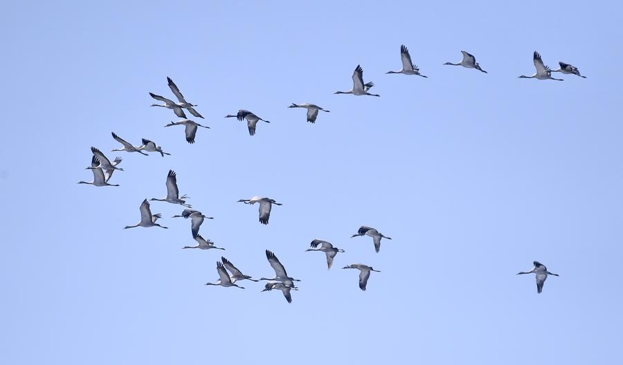 Migratory birds fly over wetland in suburban Beijing