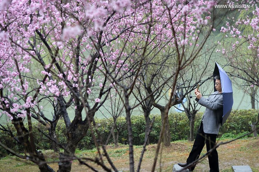 Plum blossoms on river bank in E China's Hefei