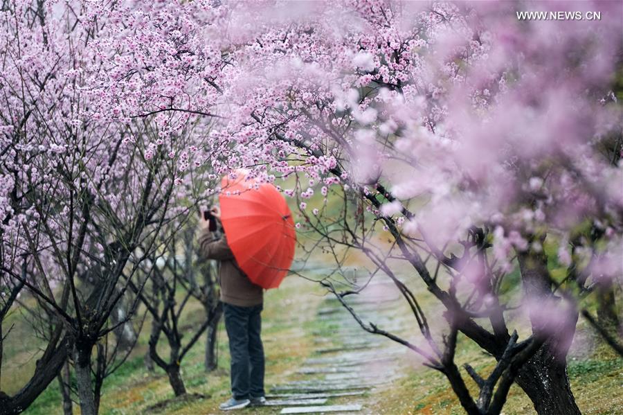 Plum blossoms on river bank in E China's Hefei