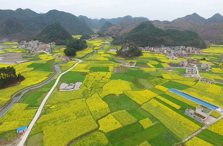 Cole flower fields anchor idyllic scene in Guizhou