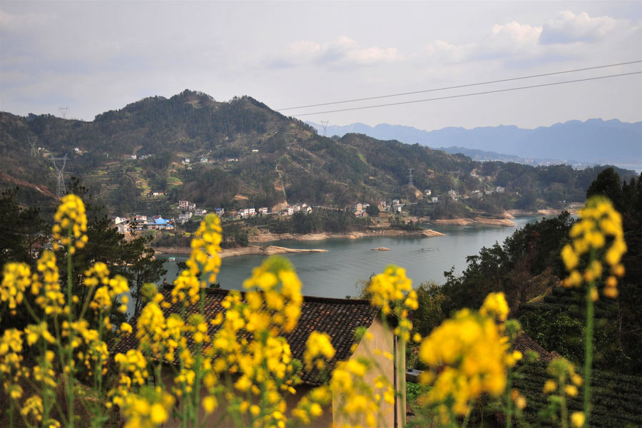 10 places to enjoy canola flowers in China