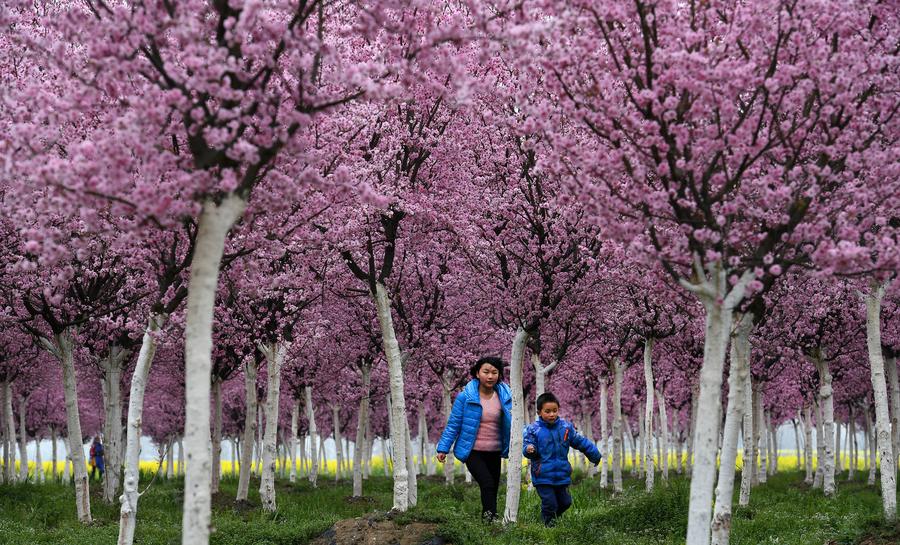 Spring scenery at the foot of Tiandang Mountain