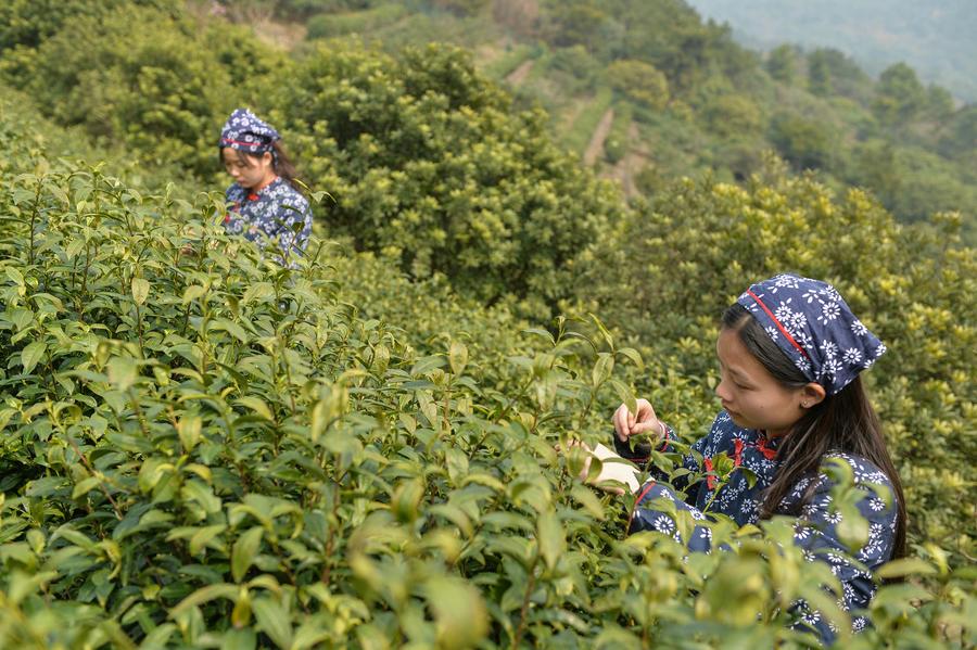 Harvest season for Biluochun tea variety comes to Suzhou