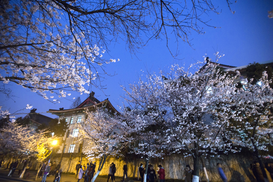 Cherry blossoms the star of Nanjing in March