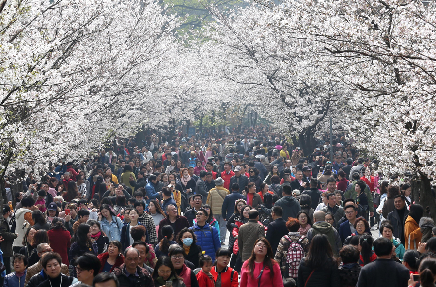 Cherry blossoms the star of Nanjing in March