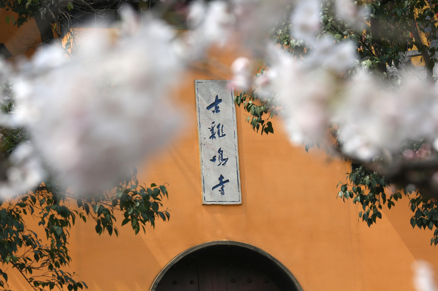 Cherry blossoms the star of Nanjing in March