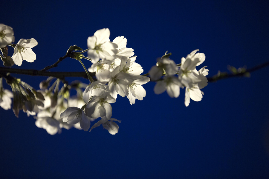 Cherry blossoms the star of Nanjing in March