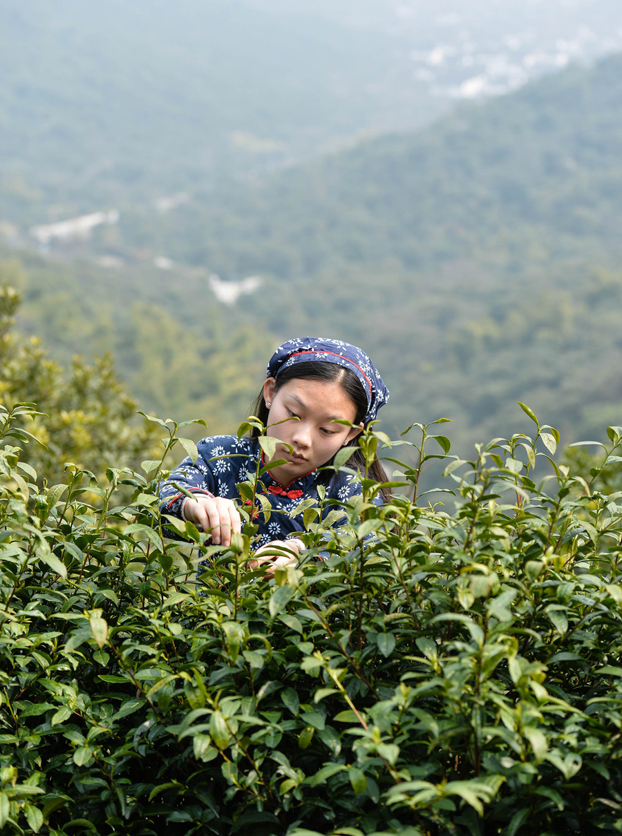Harvest season for Biluochun tea variety comes to Suzhou