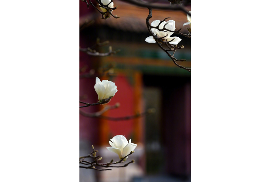 Magnolia flowers signal spring at Forbidden City