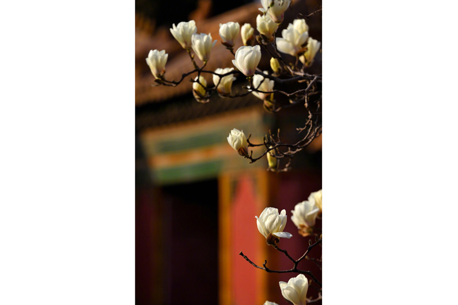 Magnolia flowers signal spring at Forbidden City