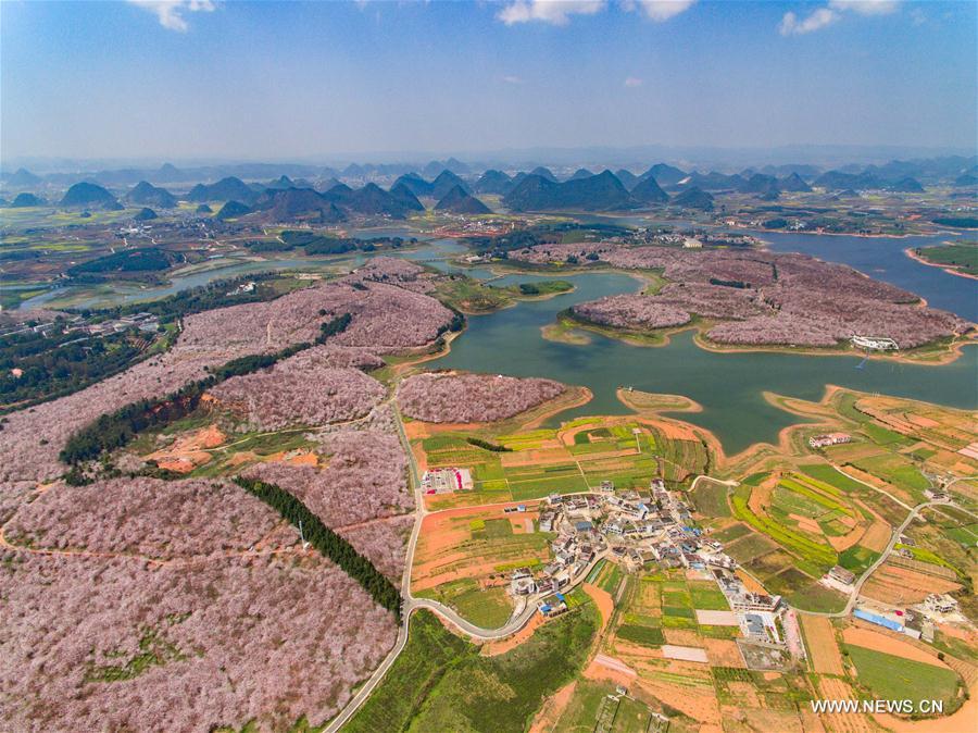 Cherry trees in full blossom attract numerous tourists in Guizhou