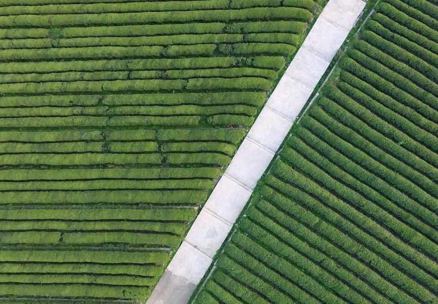 Aerial view of tea garden in Fenghuanggou scenic spot