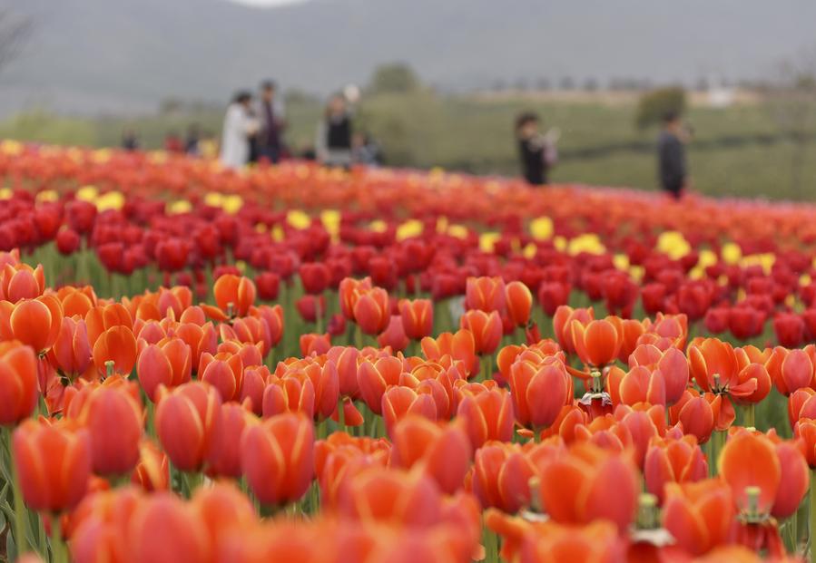 Tourists view tulip flowers in full blossom in Anhui province
