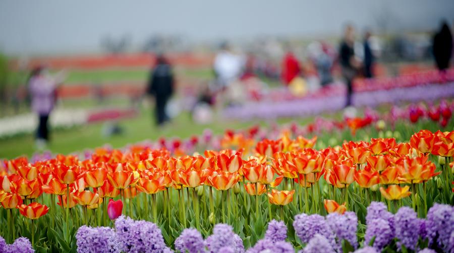 Tourists view tulip flowers in full blossom in Anhui province