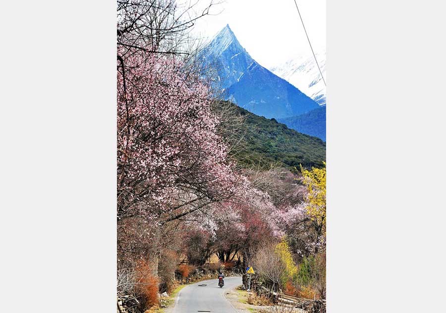 Peach blossoms pictured in front of snow mountain in Tibet
