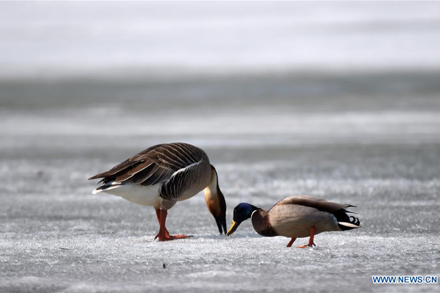 Migratory birds rest on Xingkai Lake on way back to north