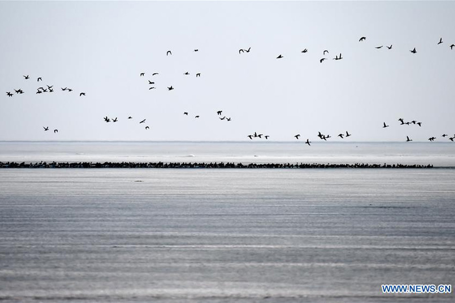 Migratory birds rest on Xingkai Lake on way back to north