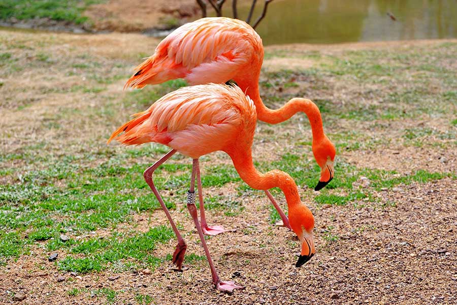 Flamingos energize spring scene