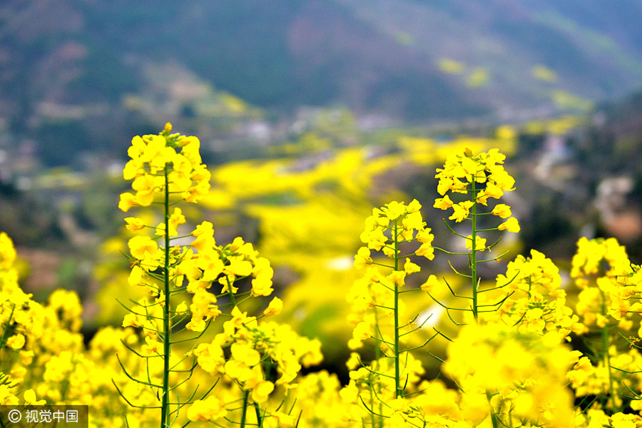 Sea of cole flowers fields bloom in Shaanxi province