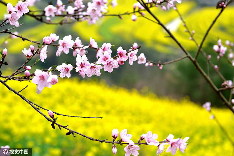 Sea of cole flowers fields bloom in Shaanxi province