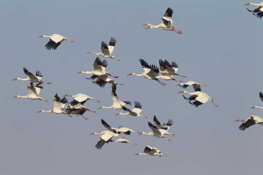 White cranes flock to Jilin to spend spring