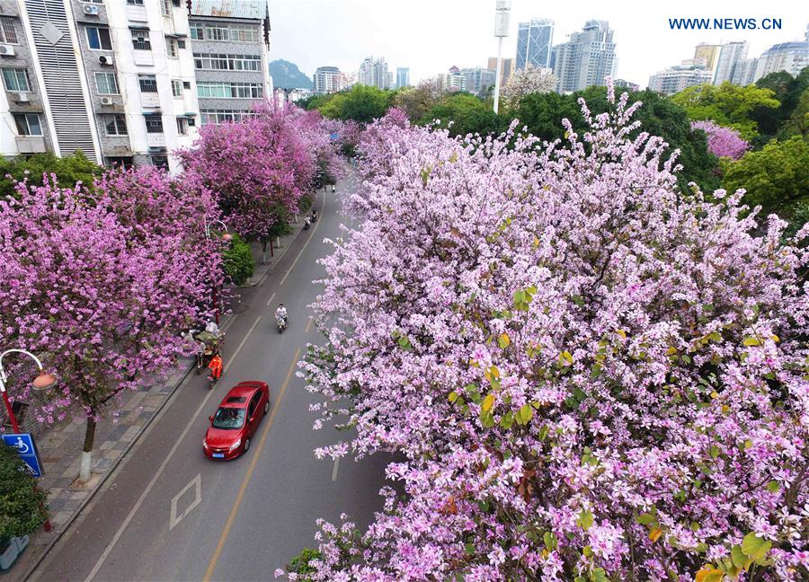 Hong Kong Orchid trees in blossom season in S China