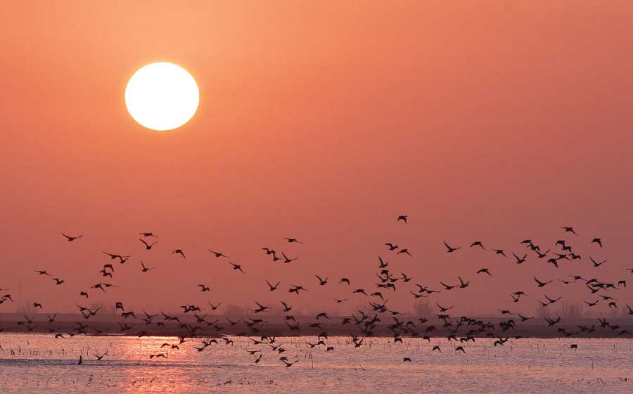 Inner Mongolia becomes a paradise for migratory birds