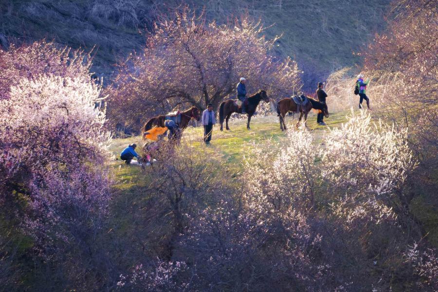 Apricots in full bloom attract tourists to 'Apricot Valley' in Xinjiang