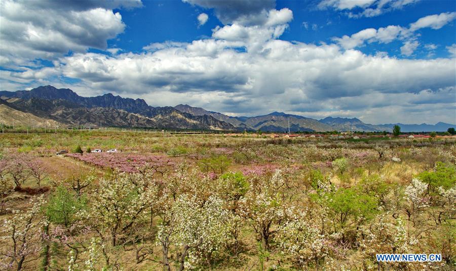 In pics: blooming flowers in Huailai county, N China's Hebei
