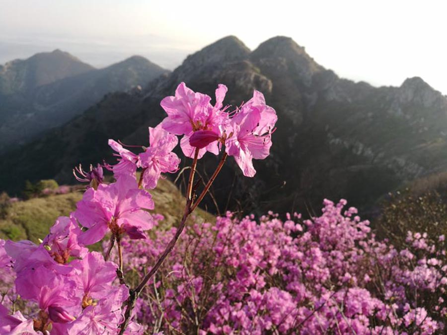 'Sea of flowers' attract tourists in Northeast China