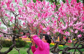 「canada prince edward island　Flower」の画像検索結果