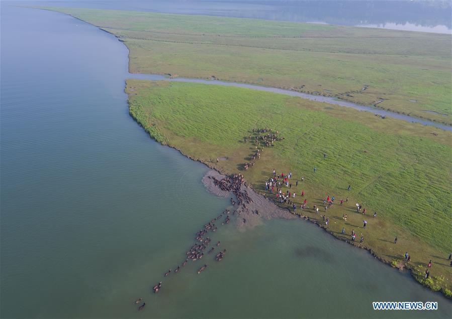 Scene of cattle moving across river attracts tourists in SW China