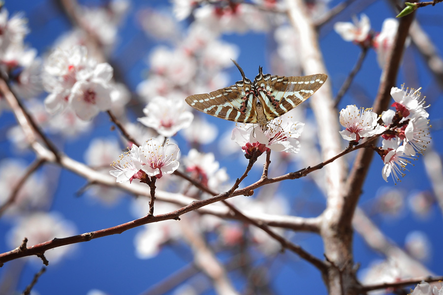 Third Apricot Flower and Butterfly Festival kicks off