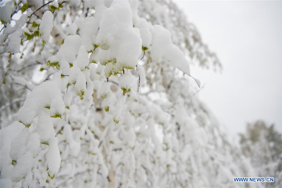 Snow scenery of forestry park in N China's Inner Mongolia