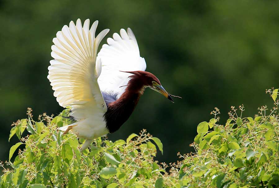 Egrets make a lively scene around Mount Huangshan