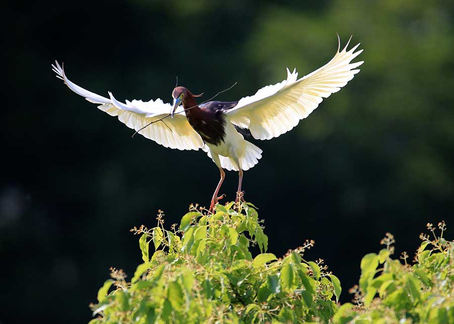 Egrets make a lively scene around Mount Huangshan