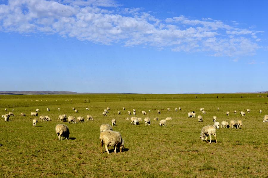 Herds graze on grassland in Inner Mongolia