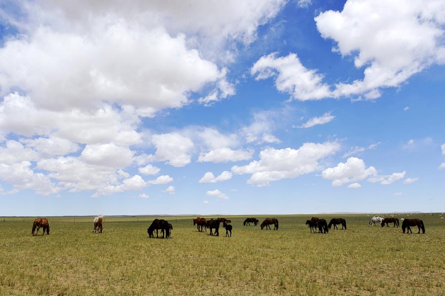 Herds graze on grassland in Inner Mongolia