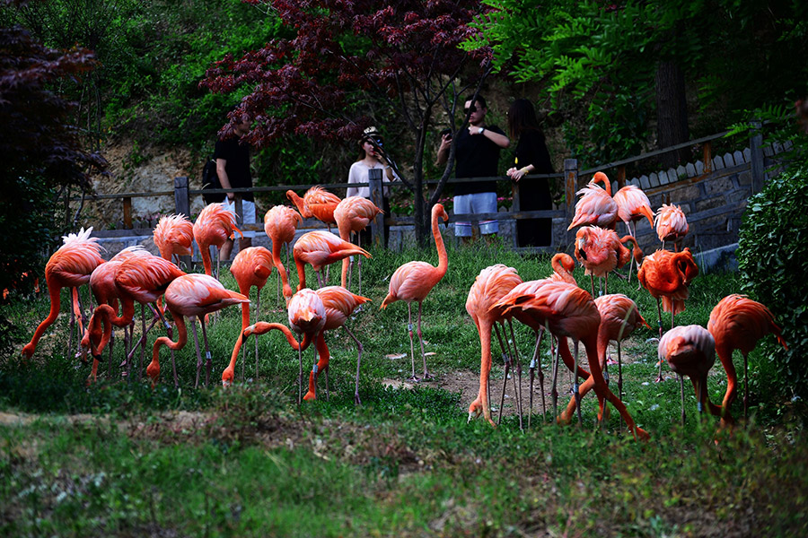 Flamingos enjoy cool summertime in Qingdao