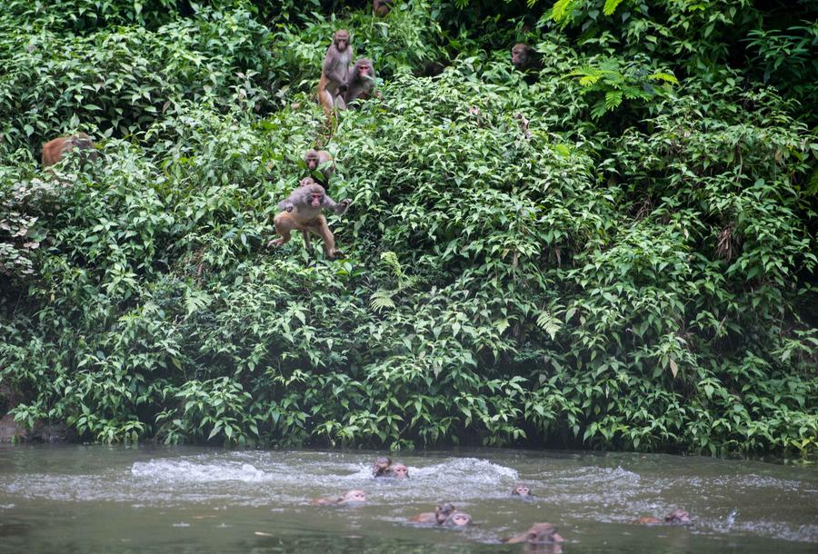 Macaques spotted having fun in Chongqing