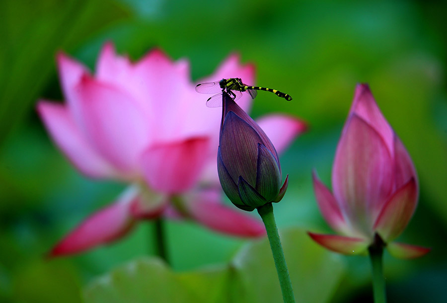 Lotus flower in full bloom in Huangshan city, Anhui province