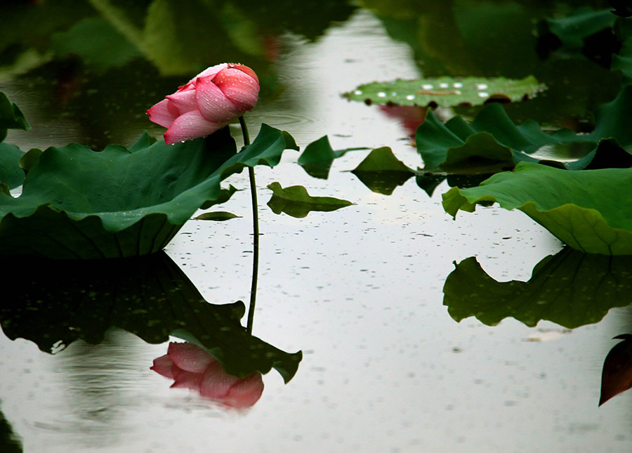 Refreshing summer scene spotted in Chengkan ancient village