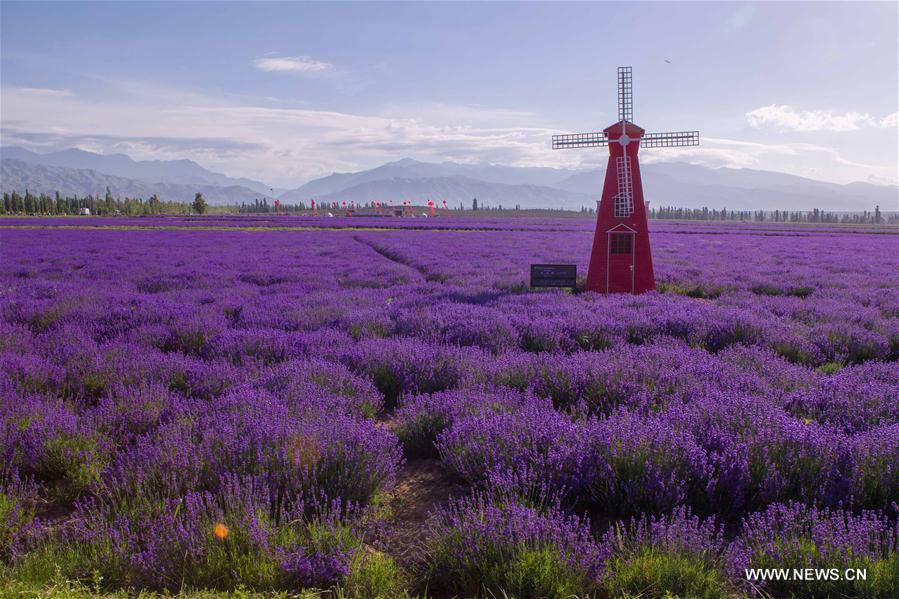 7th int'l lavender tourism festival starts in N.W. China