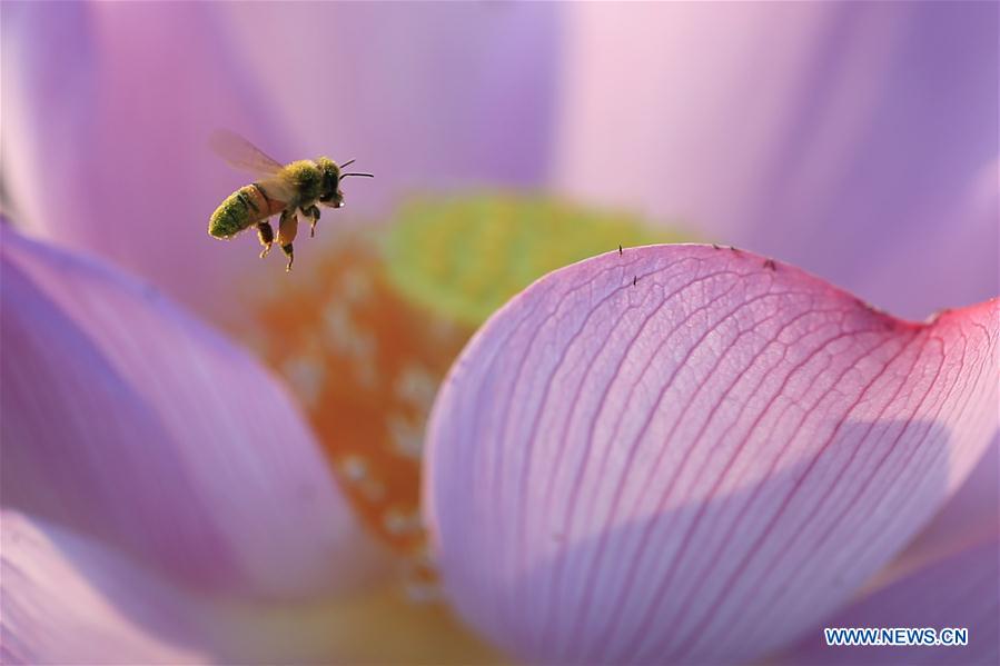 Lotus flower seen at planting base in E China