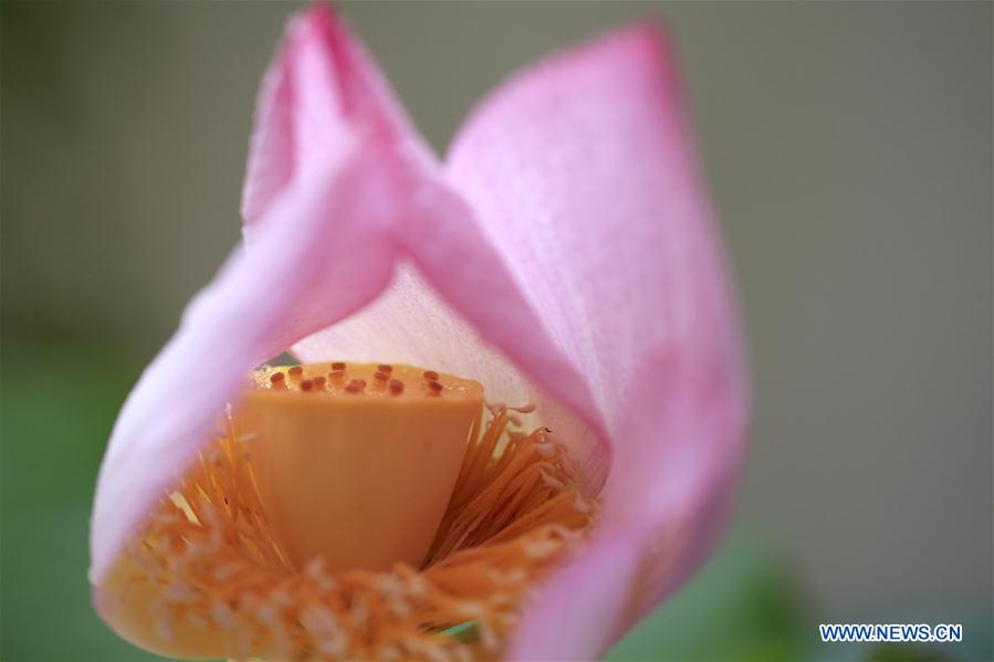 Lotus flower seen at planting base in E China