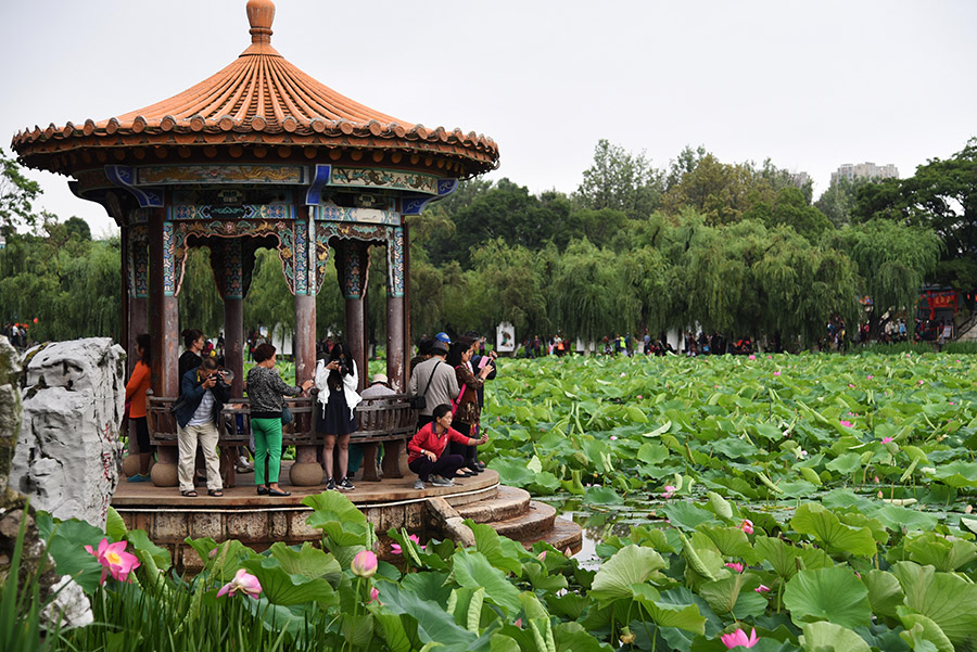 Lotus flower exhibition held in Kunming, Yunnan province