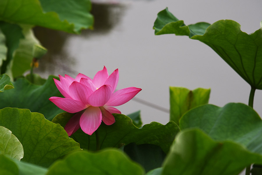 Lotus flower exhibition held in Kunming, Yunnan province