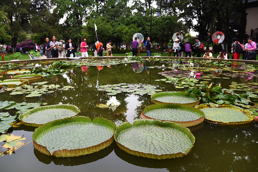 Lotus flower exhibition held in Kunming, Yunnan province
