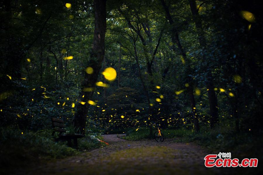 Temple attracts visitors for fireflies