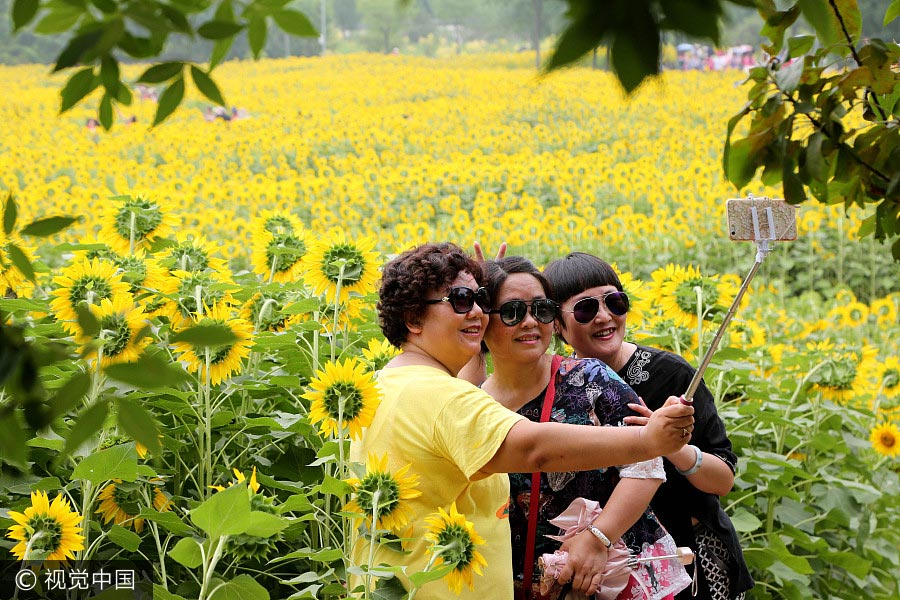 Sunflower blossoms at Olympic Forest Park in Beijing